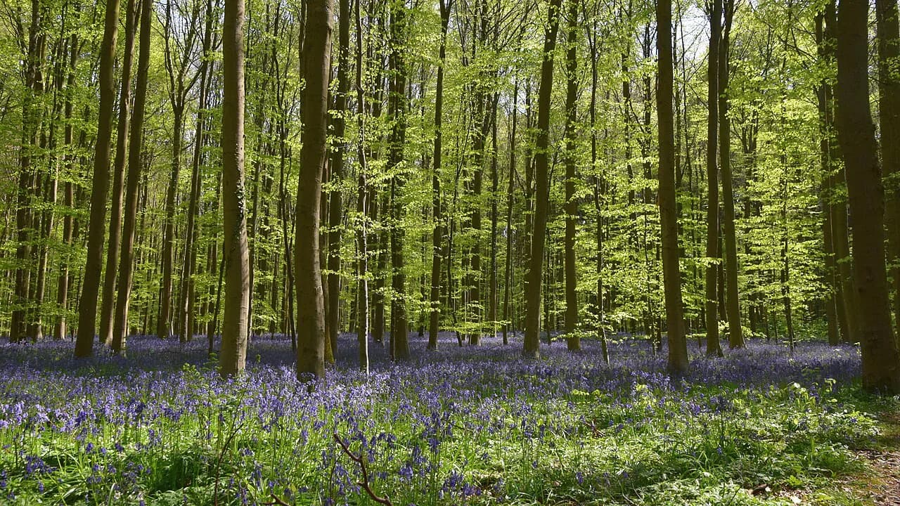 Belgium in May: Weather, Crowds and Where to Go