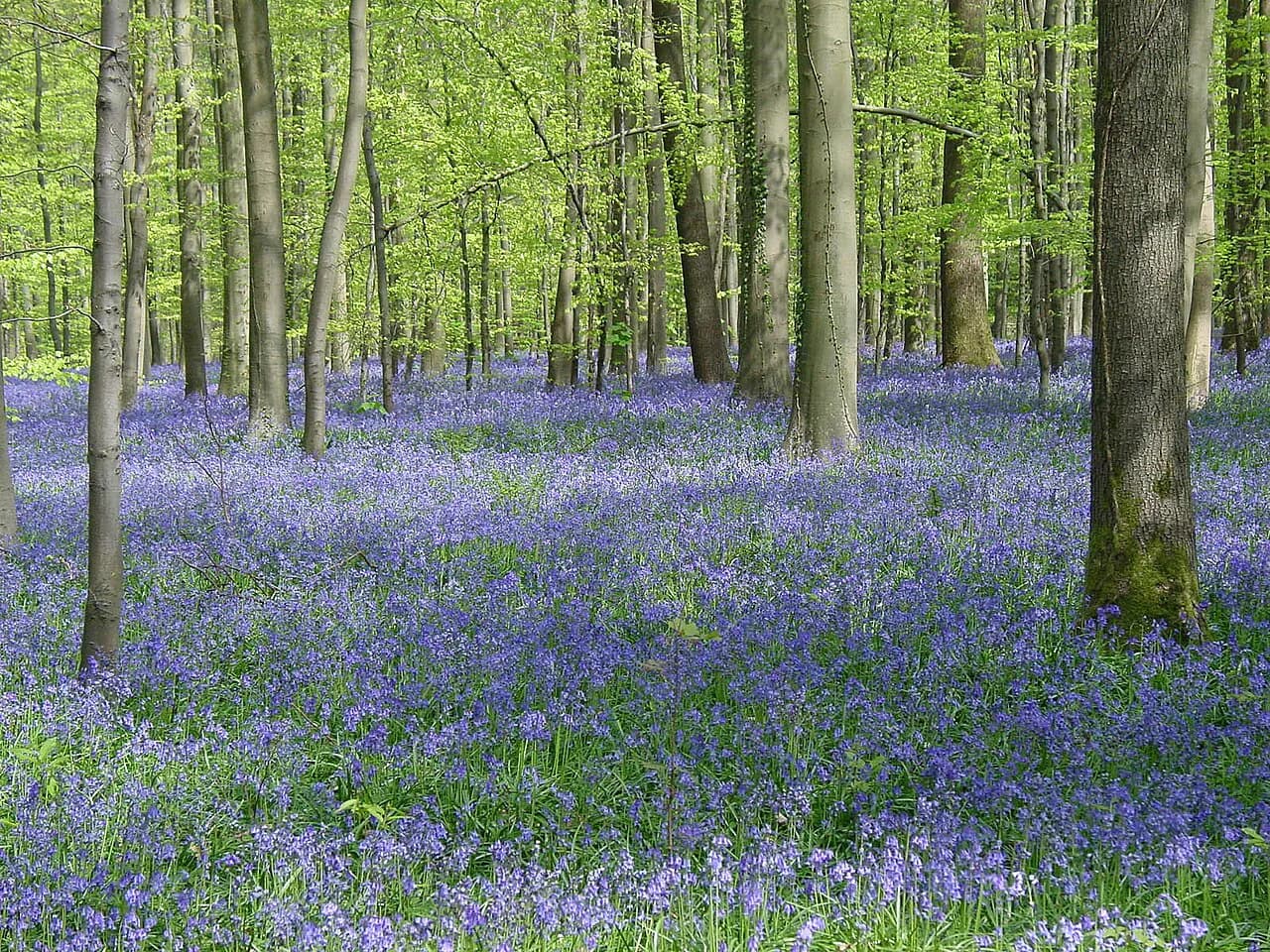 Hallerbos Bluebells: When to Go and How to Visit the Blue Forest