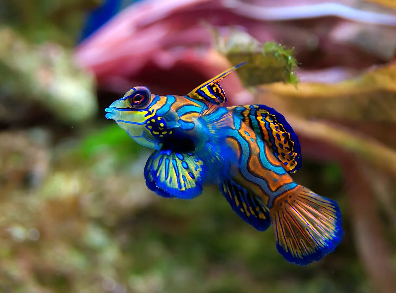 A mandarinfish in a tank at the Aquarium-Museum, Liège.