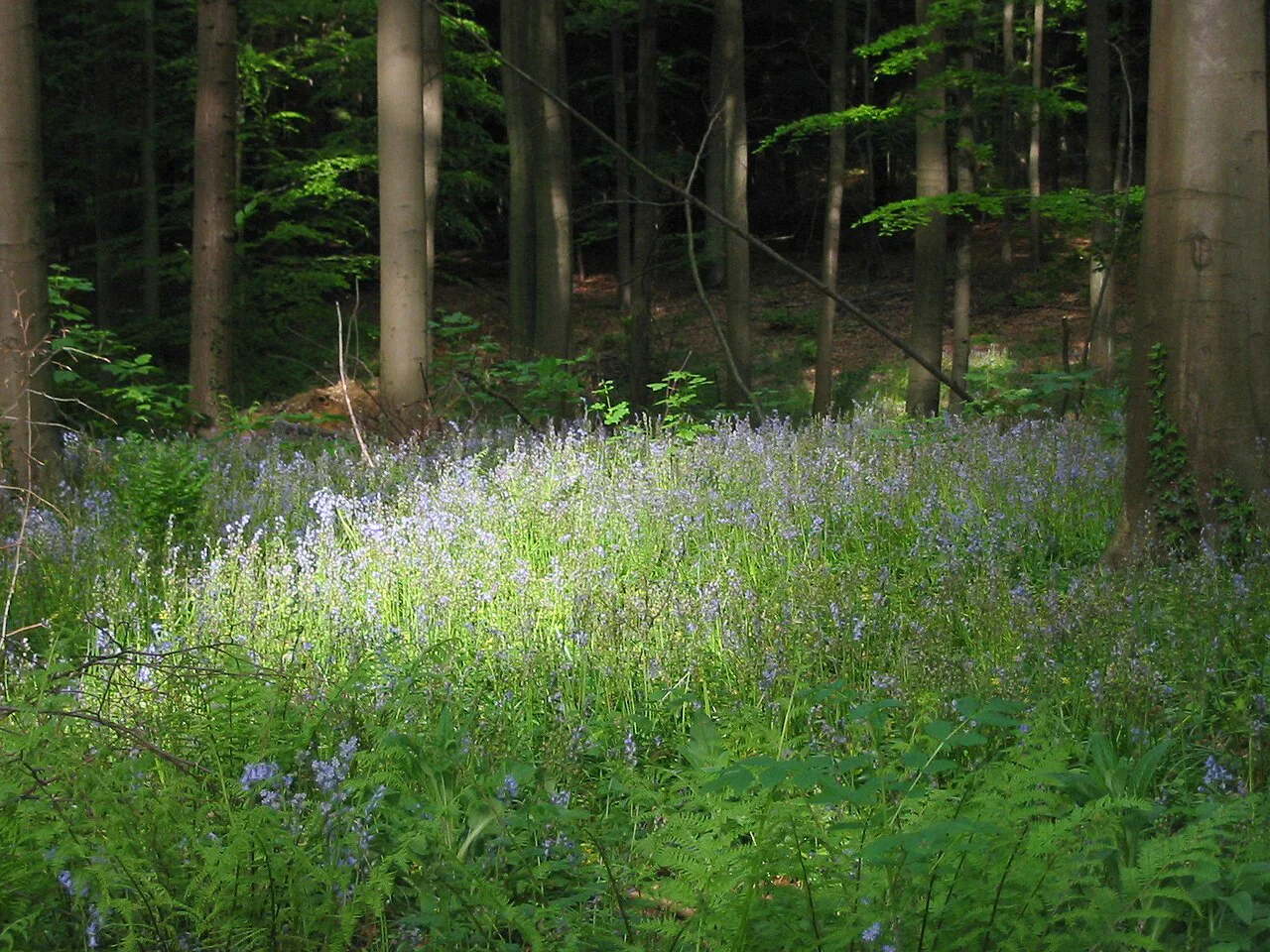 Bluebells carpeting the Hallerbos forest floor in spring.