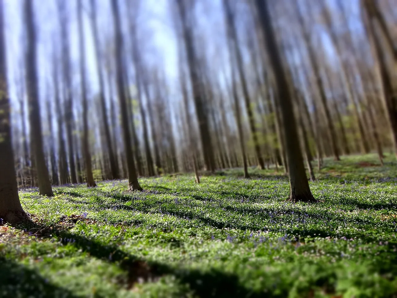 Bluebells carpeting the forest floor beneath beech trees in the Hallerbos.