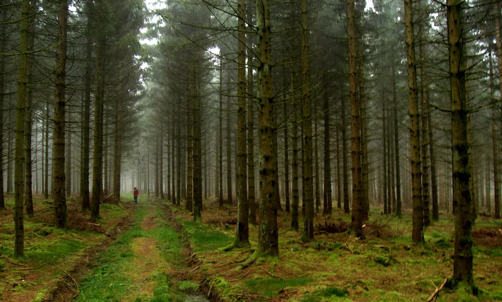 A forest track through autumn trees on a foggy day in the Belgian Ardennes.