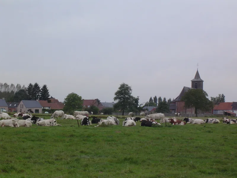 Sheep grazing in a field outside the village of Tourpes, home of Brasserie Dupont, with its church tower beyond.