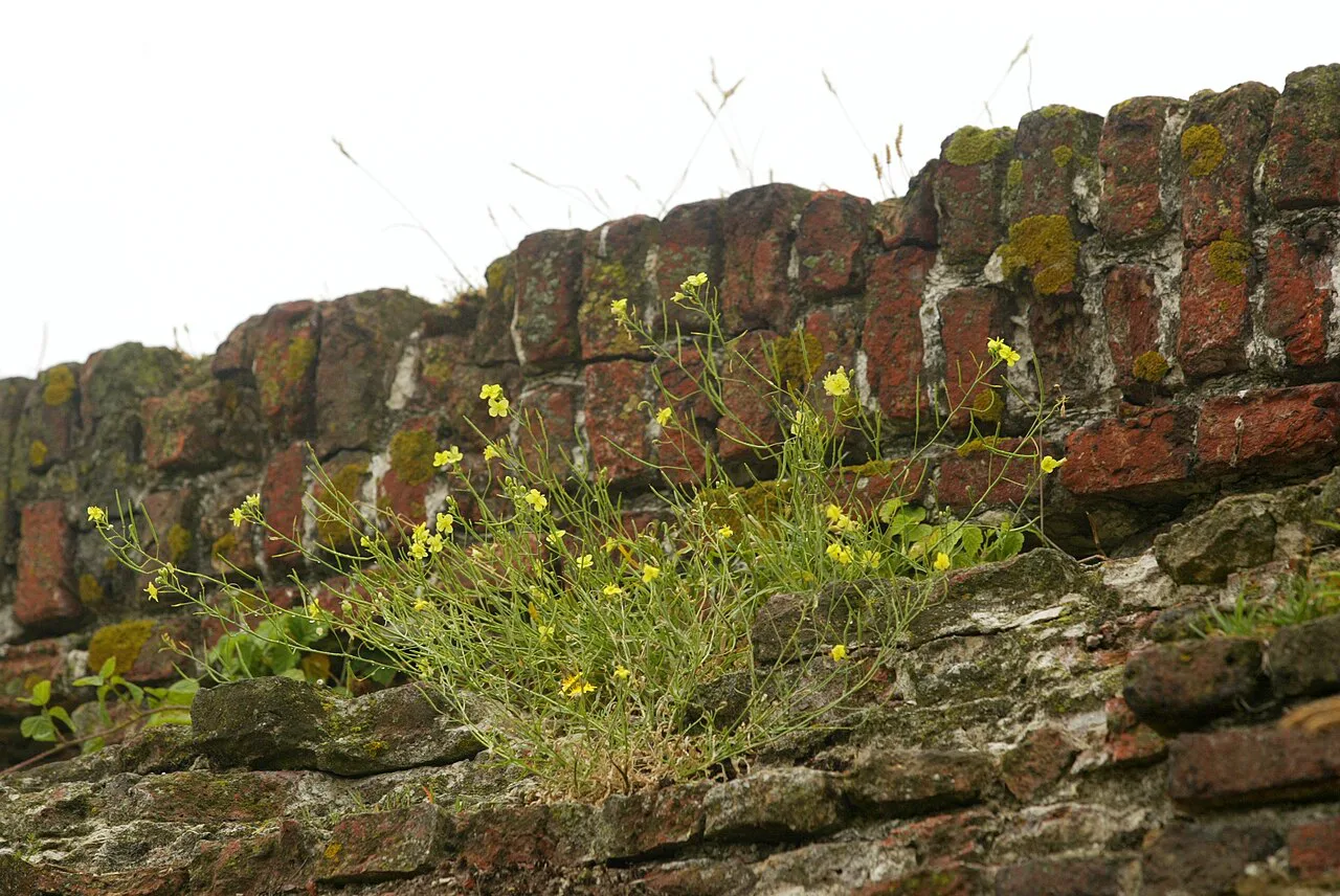 Wild plants growing on the brick walls of Fort Napoleon, Ostend.