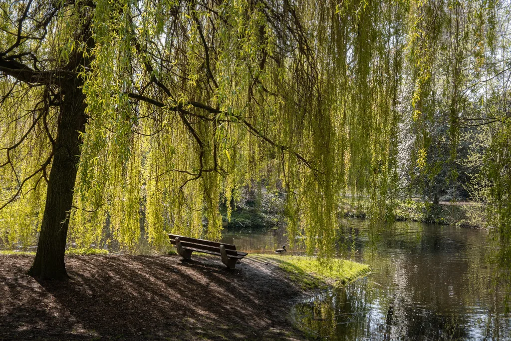 A weeping willow by the pond in Koningin Astridpark, Ghent.