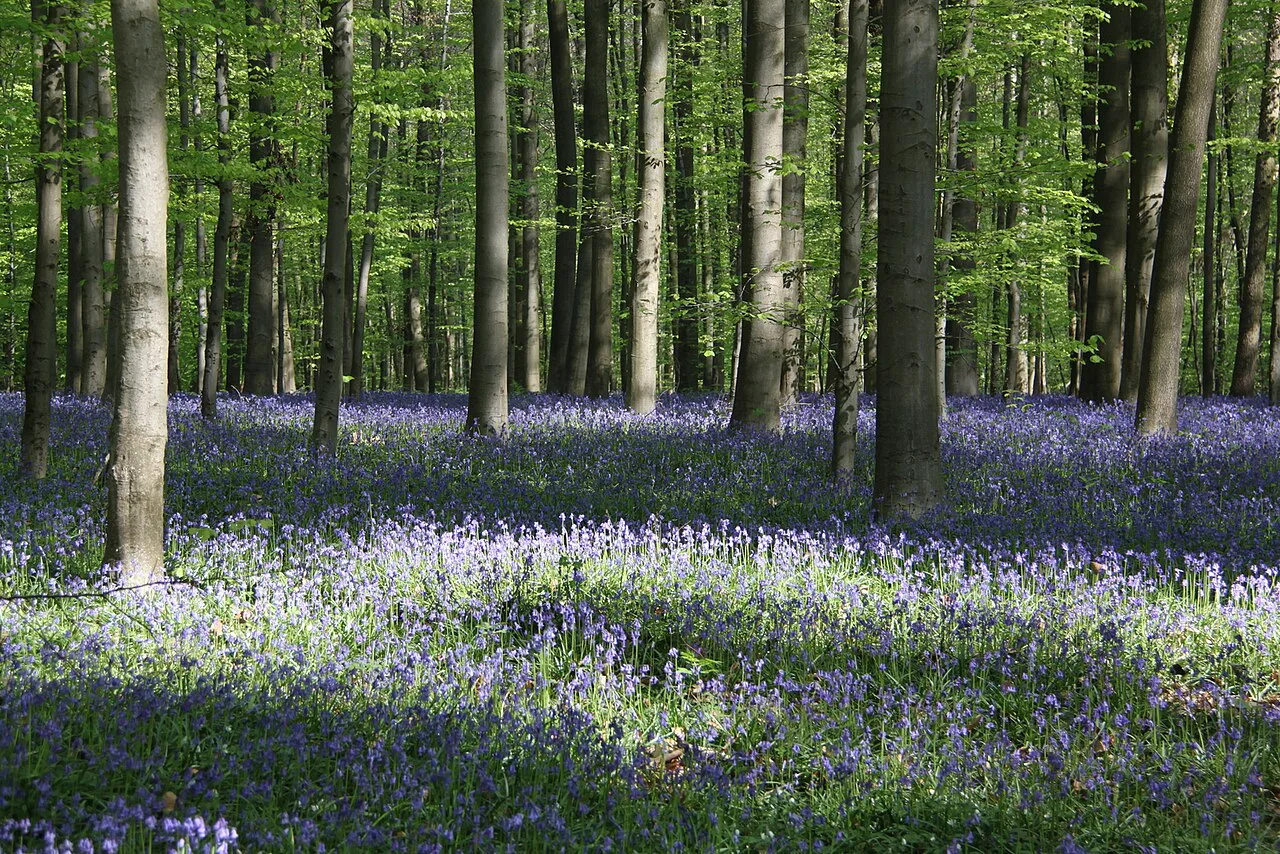 Bluebells carpeting the beech forest floor in the Hallerbos, Halle.