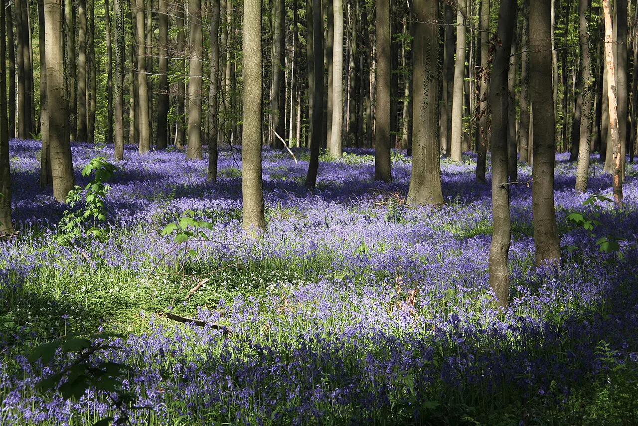 Bluebells among the beech trunks of the Hallerbos in spring, Halle.