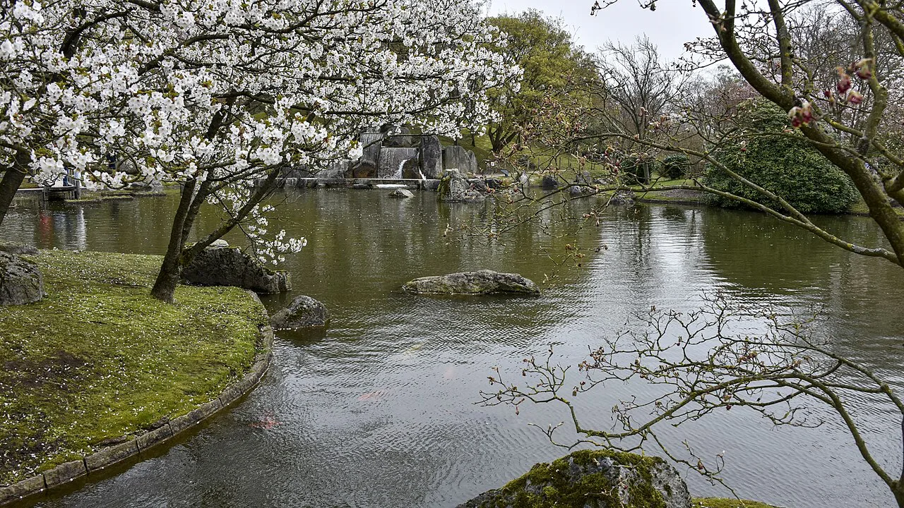 Blossoming trees beside the pond in the Japanese Garden, Hasselt.