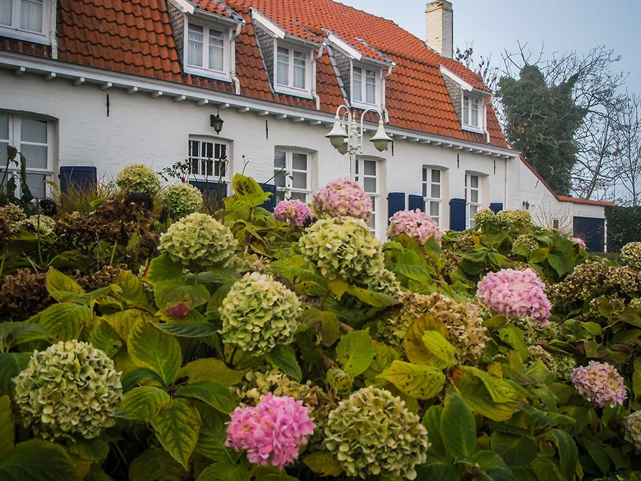 Hydrangeas in front of the old rectory in Stene, Ostend.