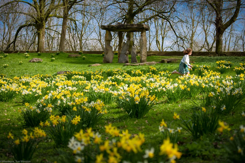 Spring daffodils in the gardens along the old city walls, Ypres.