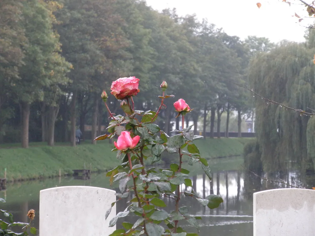 Roses beside the moat at the Ramparts Cemetery, Ypres.
